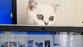 猫咪爆料视频大全播放网站,萌宠瞬间,笑料横生! 第1张 猫咪爆料视频大全播放网站,萌宠瞬间,笑料横生! 第1张