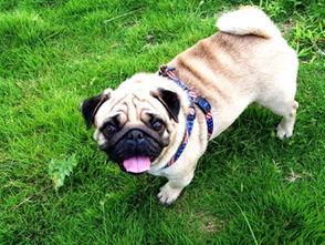 巴哥新爆料明哥视频大全,揭秘明哥视频大全背后的惊人真相 第1张 巴哥新爆料明哥视频大全,揭秘明哥视频大全背后的惊人真相 第1张